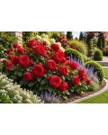 Роза чайно-гибридная спрей Ред Пиано|Hybrid Tea Spray Rose Red Piano|Троянда чайно-гібридна спрей Ред Піано 